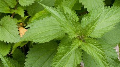 خبير أعشاب: «القراص اللاذع» يساعد على تحسين صحة الرحم