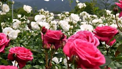 «لو شفتي ورد أبيض.. تتجوزي رجل صالح».. اعرفي التفاصيل