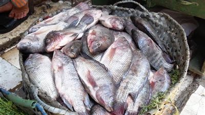 ننشر أسعار الأسماك اليوم الخميس.. والبلطي يبدأ بـ30 جنيهًا
