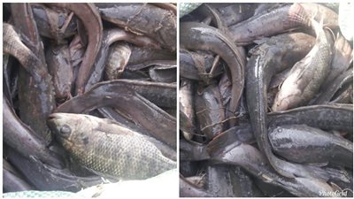 «فيه سم قاتل» .. كيف تشتري سمك قراميط آمن على صحتك؟