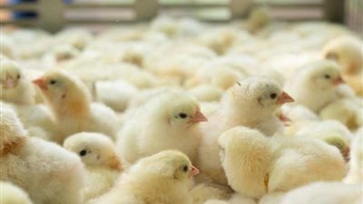 محدث.. أسعار الكتاكيت البيضاء في مصر الجمعة 12-3-2021