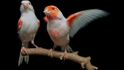 تفسير رؤية العصافير في المنام للعزباء والمتزوجة