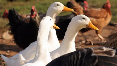  أسعار الدواجن والبيض والبط والكتاكيت اليوم الجمعة 17 مايو 2024