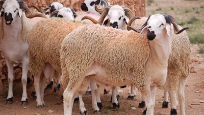 هل يجوز تقسيط الأضحية عن طريق البنك؟ «الإفتاء تُجيب»