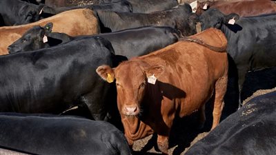 تفسير رؤية العجل في المنام للعزباء والمتزوجة