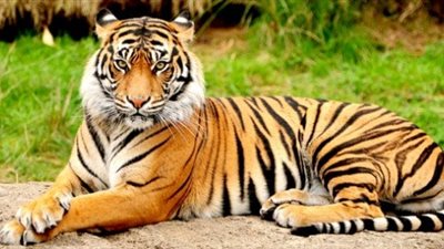 تفسير رؤية النمر في المنام لابن سيرين