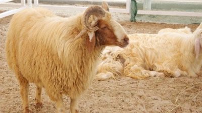 ما حكم مخالفة الموكل في نوع الأضحية؟«الإفتاء تُجيب»