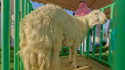  تزامنًا مع عيد الأضحى.. انطلاق مهرجان «أضحيتي» بمدينة بريدة السعودية