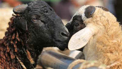  ما حكم ذبح الأضحية ليلًا في أيام التشريق؟ «الإفتاء تُجيب»