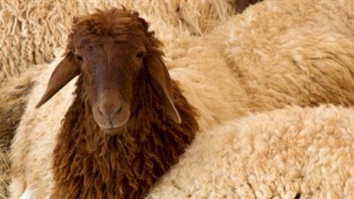  ما هي السنن المستحبة عند ذبح الأضحية وكيفية تقسيمها؟ «الإفتاء تُجيب»