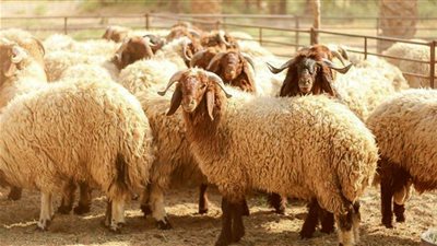 تفسير رؤية الخروف في المنام للعزباء والمتزوجة