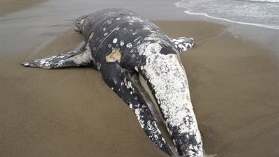 البيئة توضح حقيقة العثور على حوت نافق في الساحل الشمالي  