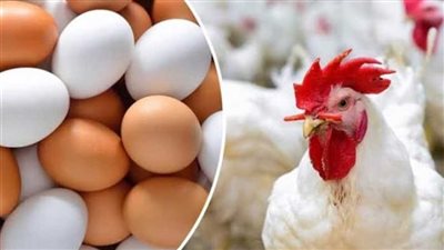 إليك أسعار الدواجن والبيض في السوق اليوم الأربعاء 19 يونيو
