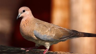 تفسير رؤية اليمامة في المنام لابن سيرين