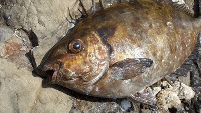 بعد تسمم أم ونجليها بالإسكندرية.. مخاطر تناول سمكة الأرنب السامة 