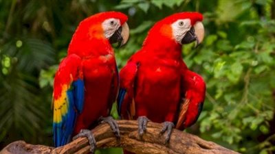  تفسير رؤية البغبغان في المنام  للعزباء والمتزوجة