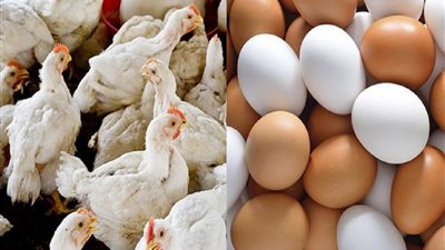لربات البيوت.. أسعار الدواجن والبيض اليوم الأحد 7 يوليو 2024