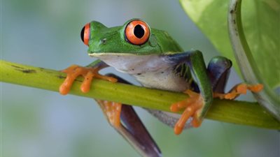 تفسير رؤية الضفدع في المنام للعزباء والمتزوجة