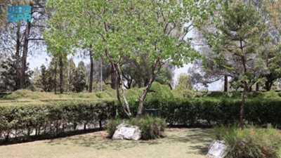 سابيوم سيبيفيروم | شجرة سعودية على أرض باكستانية تجسد متانة العلاقات