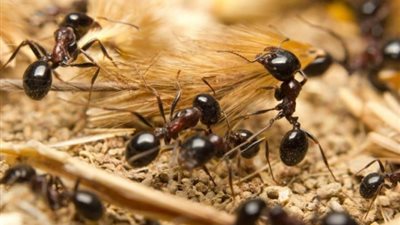 تفسير رؤية النمل الأسود في المنام.. وارتباطه بالحقد والحسد