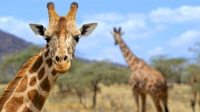 تفسير رؤية الزرافة في المنام.. وارتباطها بالخسائر المادية