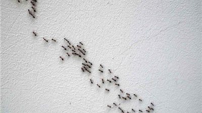 في حر الصيف.. 6 علاجات طبيعية آمنة للتخلص من النمل في المنزل 