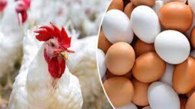 لربات البيوت.. أسعار الدواجن والبيض اليوم السبت 10 أغسطس 2024