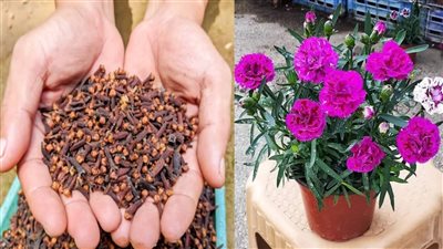 تفسير رؤية القرنفل في المنام لابن سيرين