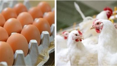 لربات البيوت.. أسعار الفراخ والبيض اليوم الثلاثاء 20 أغسطس 2024