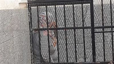 محاكمة «فيروز» بتهمة الاتجار في الأعضاء البشرية بالسيدة زينب