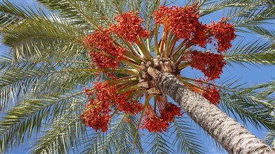 تفسير رؤية النخل في المنام وإرتباطه بالعمر المديد والصحة