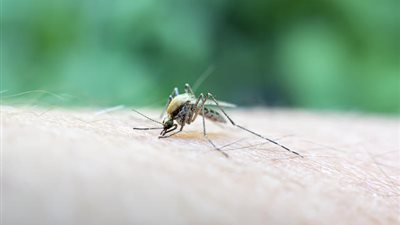 بعد ظهور بعض الحالات.. أعراض فيروس أوروبوش وكيفية الوقاية منه؟