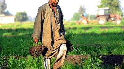 في عيد الفلاح 2024.. لماذا تحتفل مصر بهذا اليوم؟