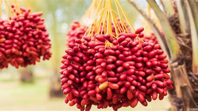 في موسمه.. 9 فوائد صحية للبلح الأحمر لقلب متين وعيون حادة 