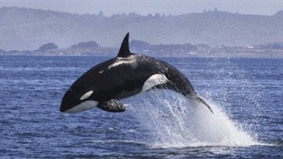 تفسير رؤية الحوت في المنام وعلاقته بالهموم والأحزان