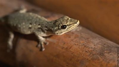  تفسير حلم قتل البرص في المنام وعلاقته بالتغلب على الأعداء