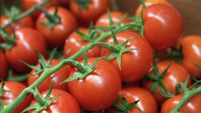 ماذا قال رئيس الوزراء عن ارتفاع أسعار الطماطم؟