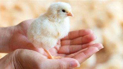 تفسير رؤية الكتكوت في المنام للعزباء والمتزوجة