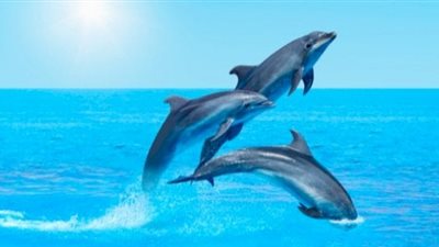 تفسير رؤية الدلفين في المنام وعلاقته بالتعرض للأزمات والمشكلات