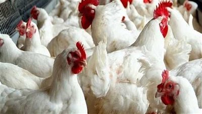 أسعار الدواجن اليوم الإثنين 7-10-2024