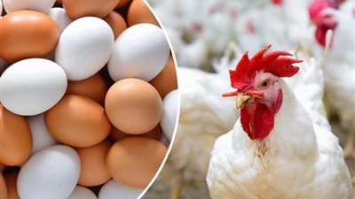 لربات البيوت.. أسعار الدواجن والبيض اليوم الجمعة 11 أكتوبر 2024