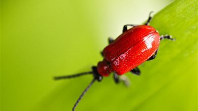 تفسير رؤية الخنفساء في المنام وإرتباطها بكثرة الأعداء