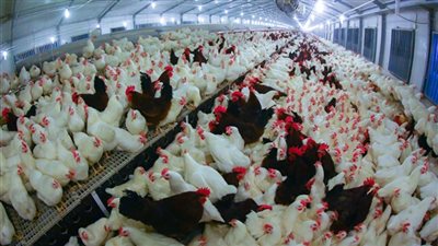 أسعار الفراخ اليوم السبت 5-10-2024