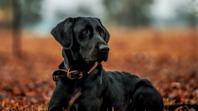 تفسير رؤية الكلب الأسود في المنام وعلاقته بالتعرض للغدر والخيانة