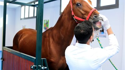 بالصور.. وصول عدد من الخيول المشتركة فى بطولة مصر الدولية للفروسية