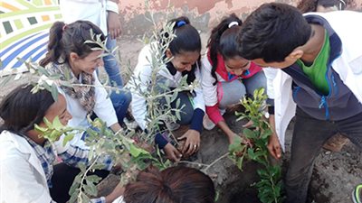 «معلومات» مجلس الوزراء يرصد تنفيذ مبادرة «شجرة لكل تلميذ»