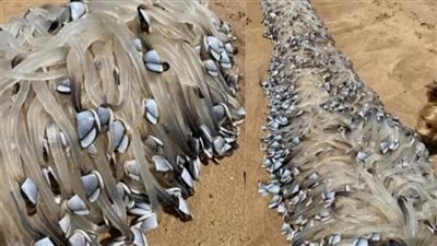 حقيقة ظهور مخلوق غريب فى أستراليا.. ما القصة؟