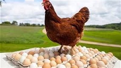 انخفاض أسعار الدواجن اليوم الثلاثاء 22-10-2024