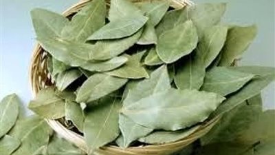 لمشاكل الشعر.. 6 فوائد مذهلة لورق السدر