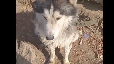 كلب يبكي صاحبه بعد غرقه في النيل يشعل حالة تعاطف عبر السوشيال (فيديو) 